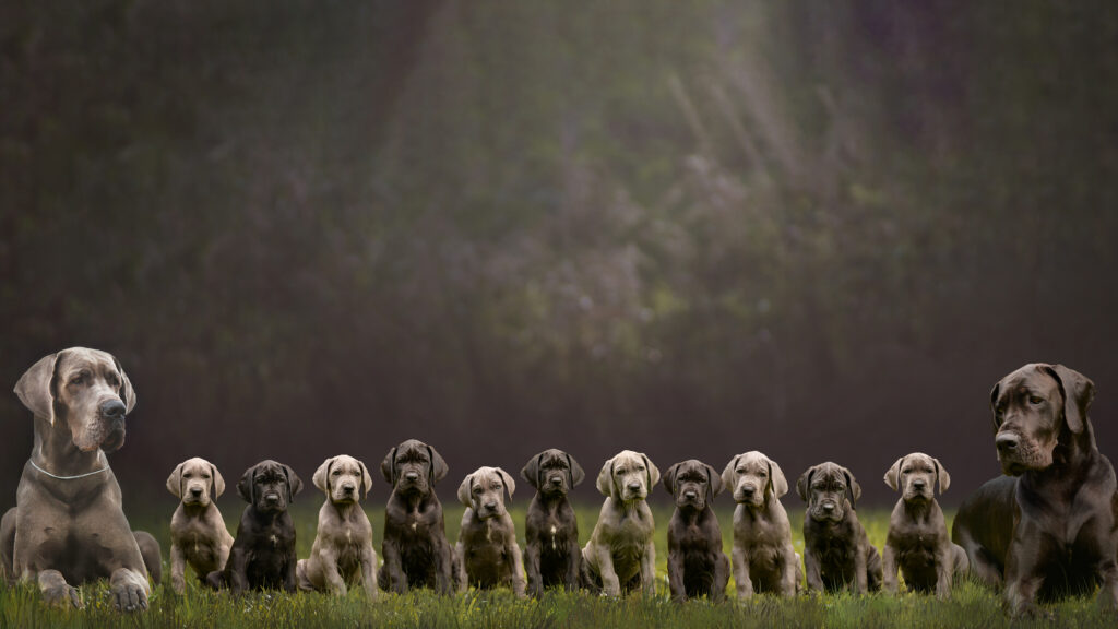 LaureThaenspuppyproject-3-withdad